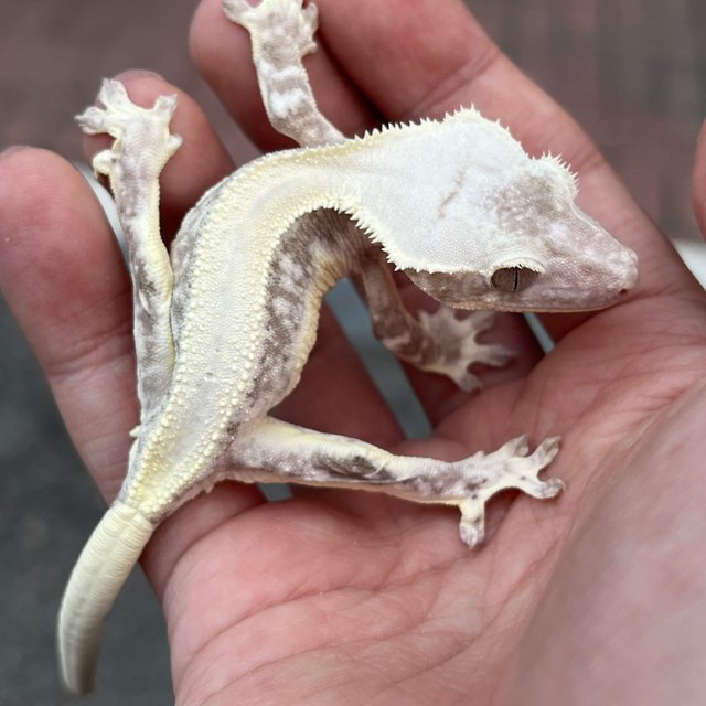 Lilly Axanthic Solid Back White Spot