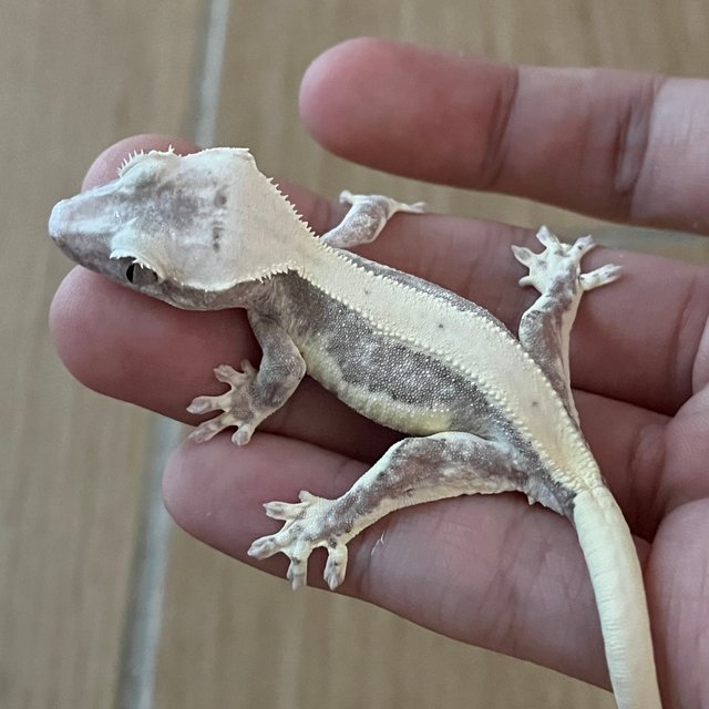 Lilly Axanthic