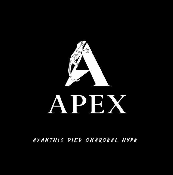 APEX에이팩스