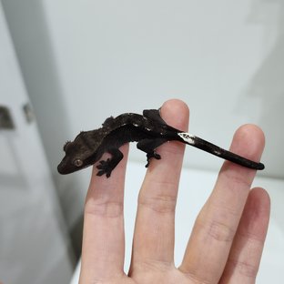 Axanthic