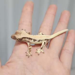 릴리 세이블 솔리드백