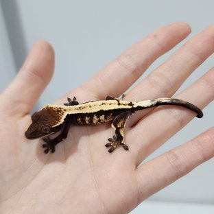 세이블