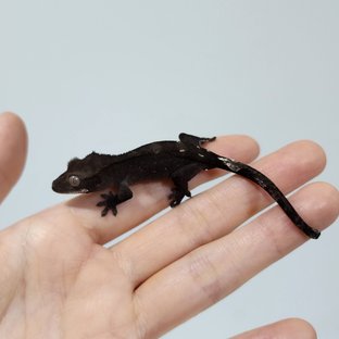 Axanthic