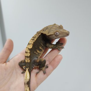 100% Het Axanthic