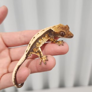 Sable Full Pinstripe