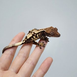 세이블