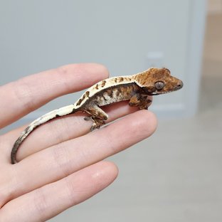 세이블 트라이