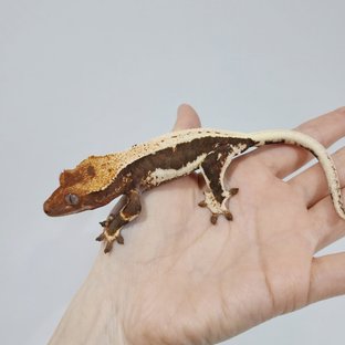 릴리100%헷아잔틱