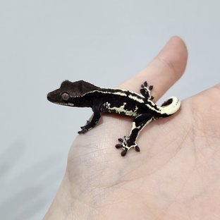 Lilly Axanthic