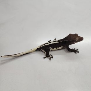 릴잔틱