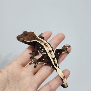 세이블