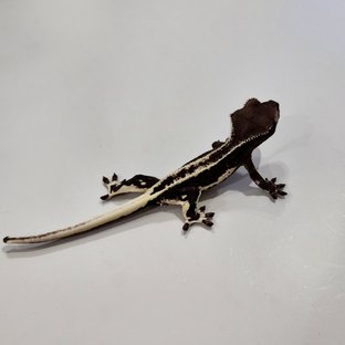 HE