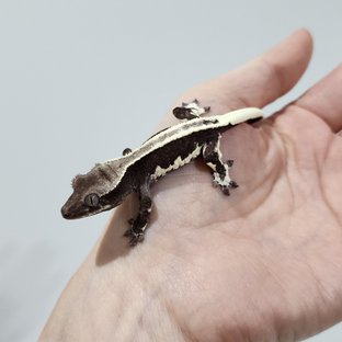 릴잔틱