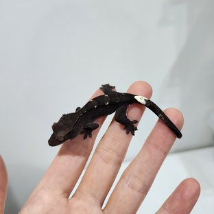 Axanthic