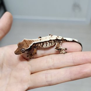 세이블
