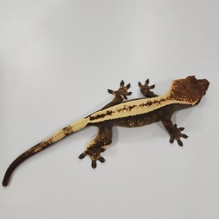 세이블