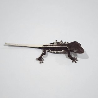 릴잔틱