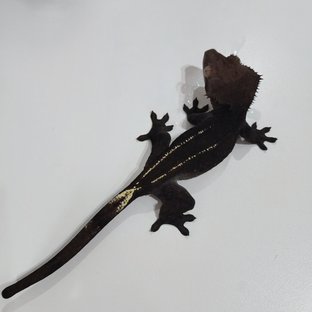 아잔틱