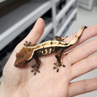 세이블