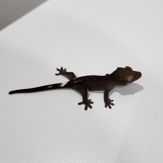 Axanthic