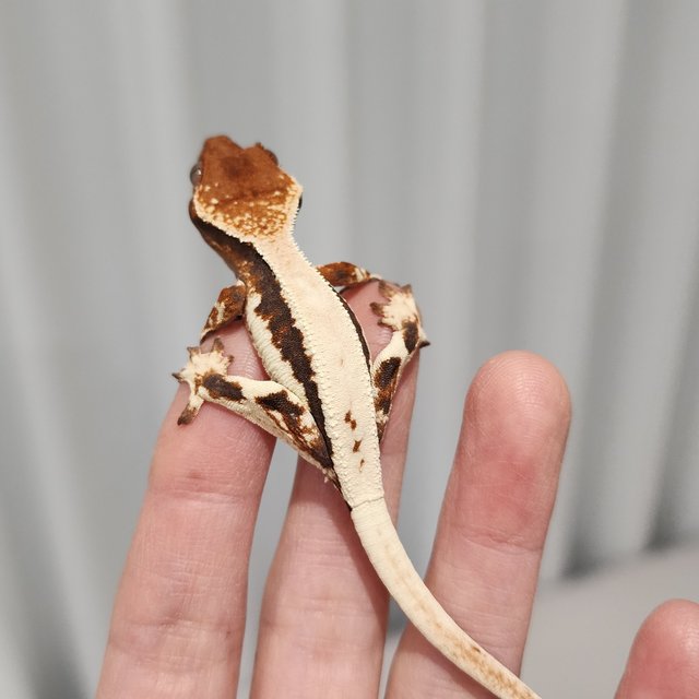 릴리 세이블 100%헷아잔틱