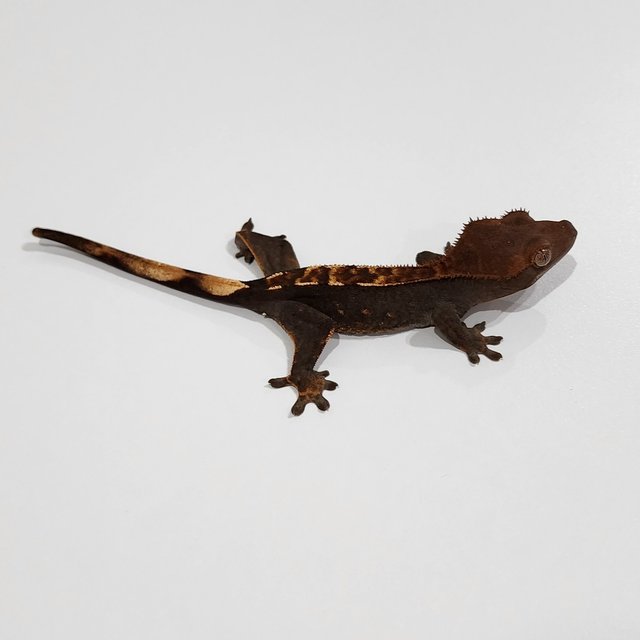 100% Het Axanthic Dark