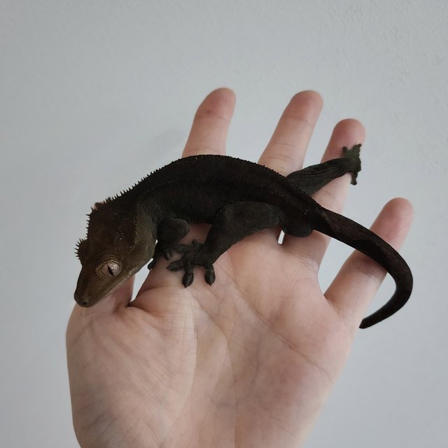 Charcoal 100% Het Axanthic