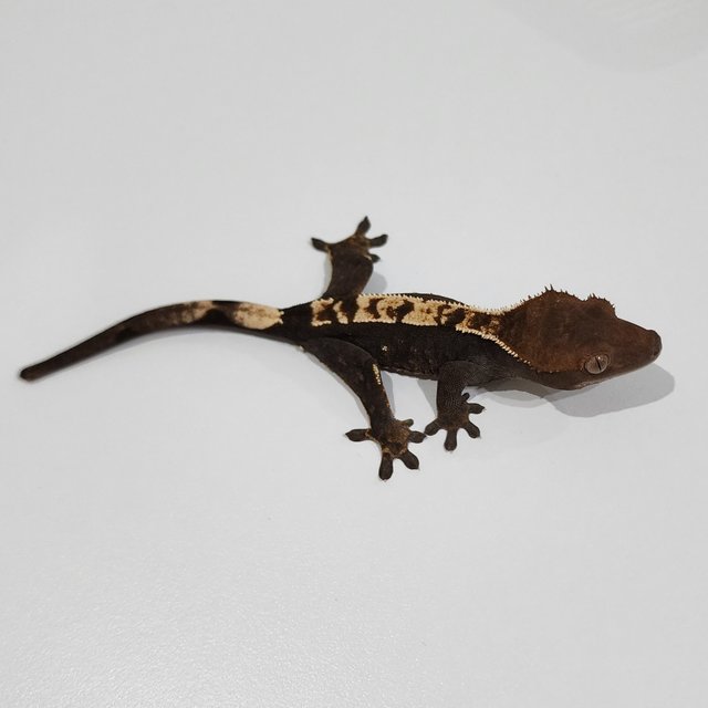 Dark 100% Het Axanthic
