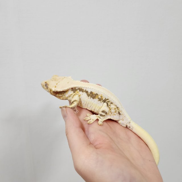 Lilly 100% Het Axanthic