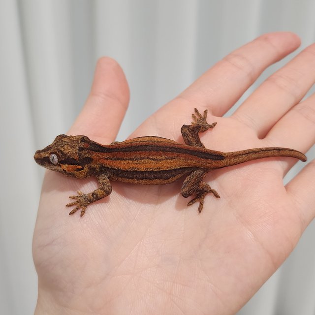 레드 오렌지 스트라이프