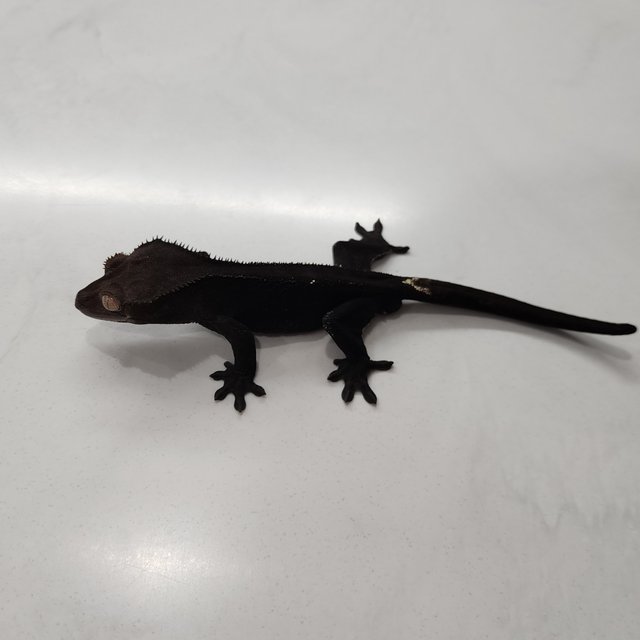 Charcoal Axanthic