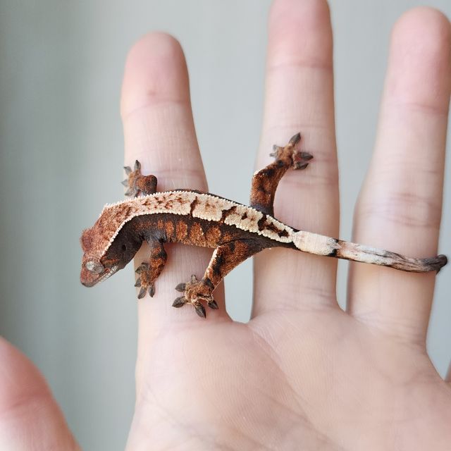 세이블