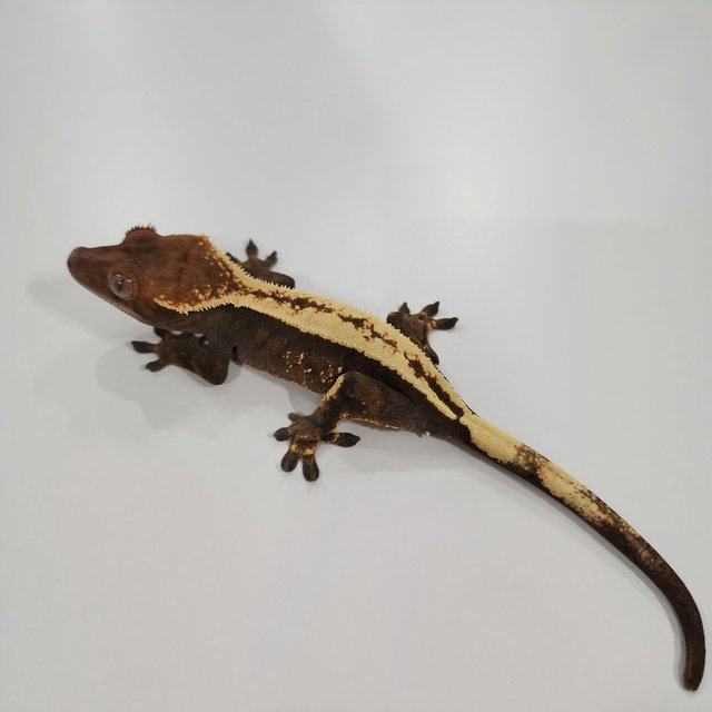 세이블