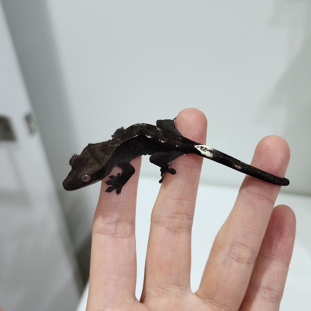 Axanthic