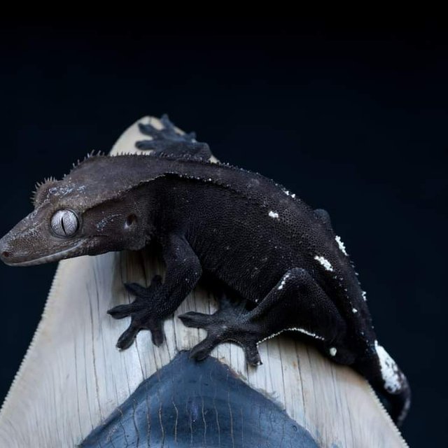 Axanthic Charcoal