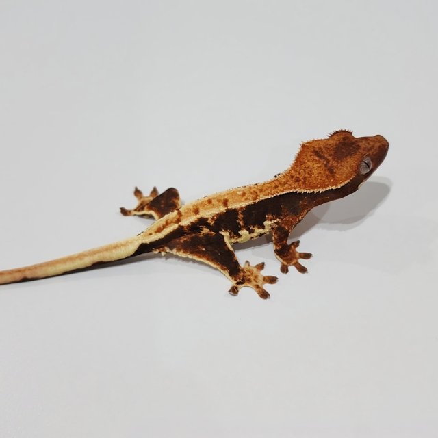 릴리100%헷아잔틱