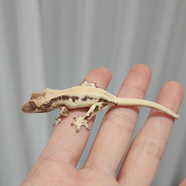 릴리 세이블 솔리드백