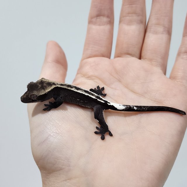 Cappuccino Axanthic