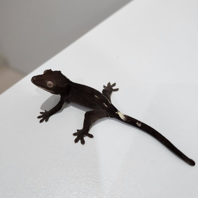Axanthic