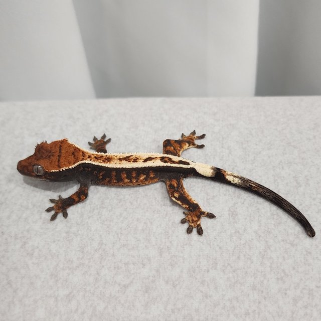 세이블 풀핀 텐저린