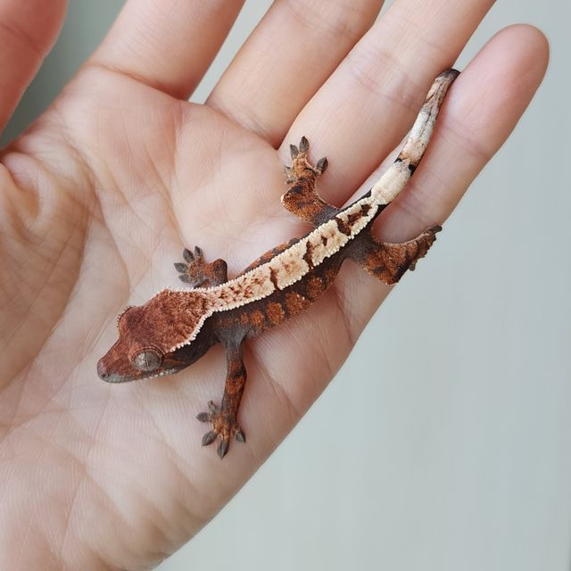 세이블