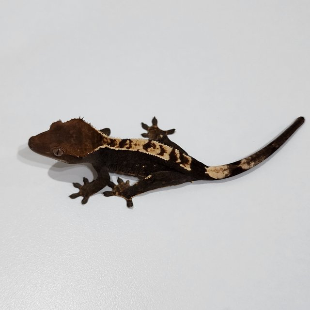 Dark 100% Het Axanthic