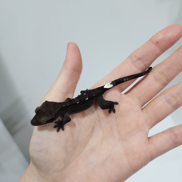 Axanthic