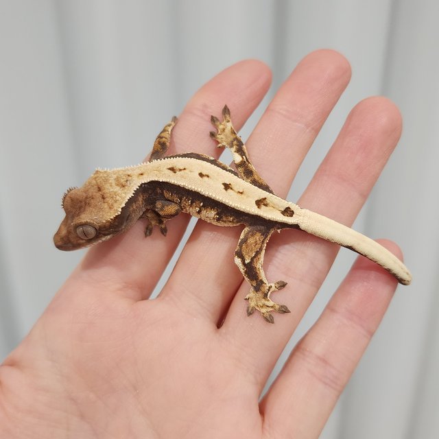 Full Pinstripe Sable