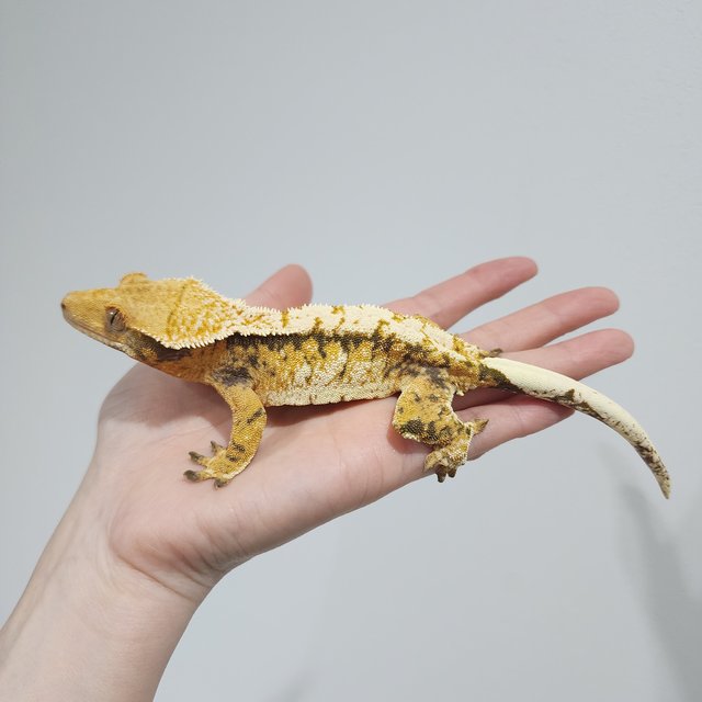 트라이 익스트림할리퀸