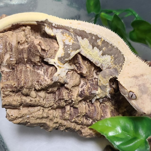 Lilly 100% Het Axanthic