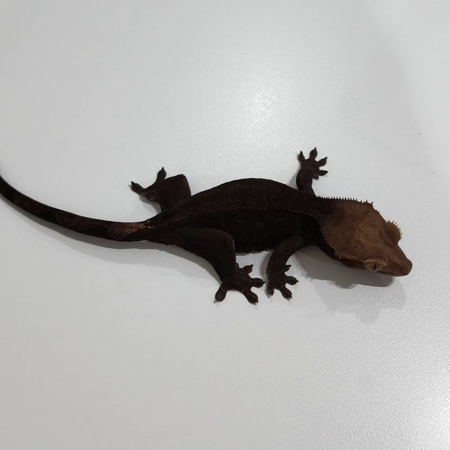 Charcoal Cappuccino