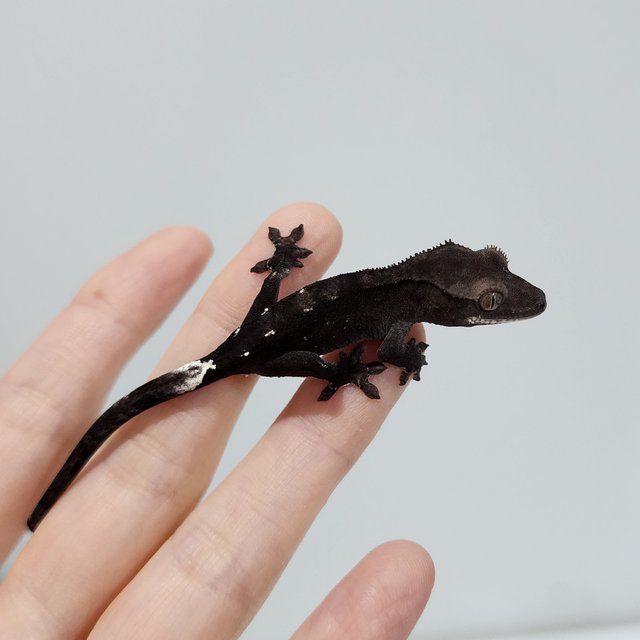 Axanthic