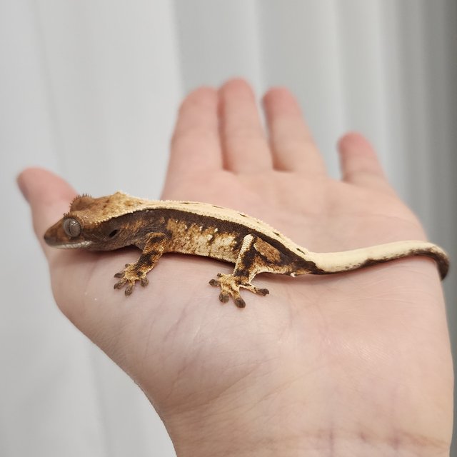 Full Pinstripe Sable