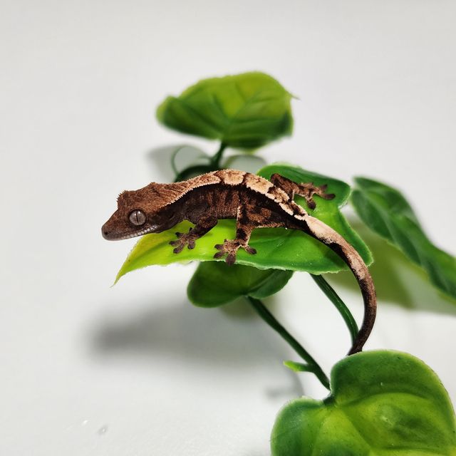 세이블